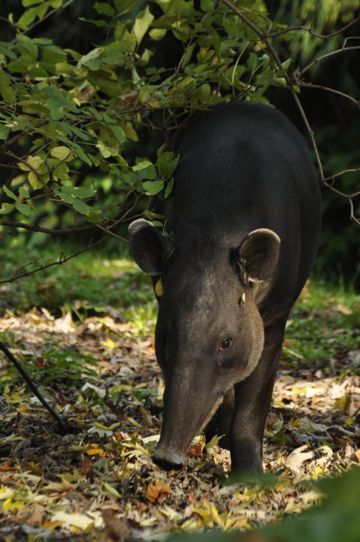 Baird's tapir (Tapirus bairdi)