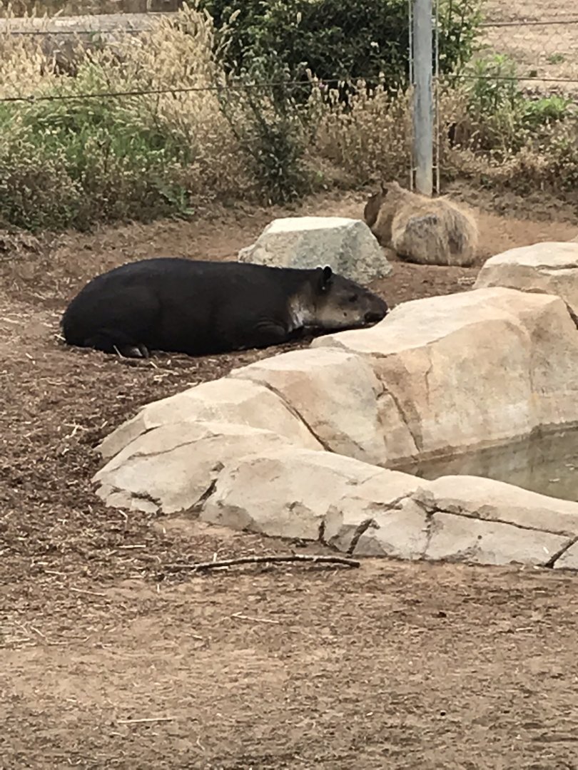 Baird’s Tapir (Tapirus bairdii) and Capybara (Hydrochoerus hydrochaeris)