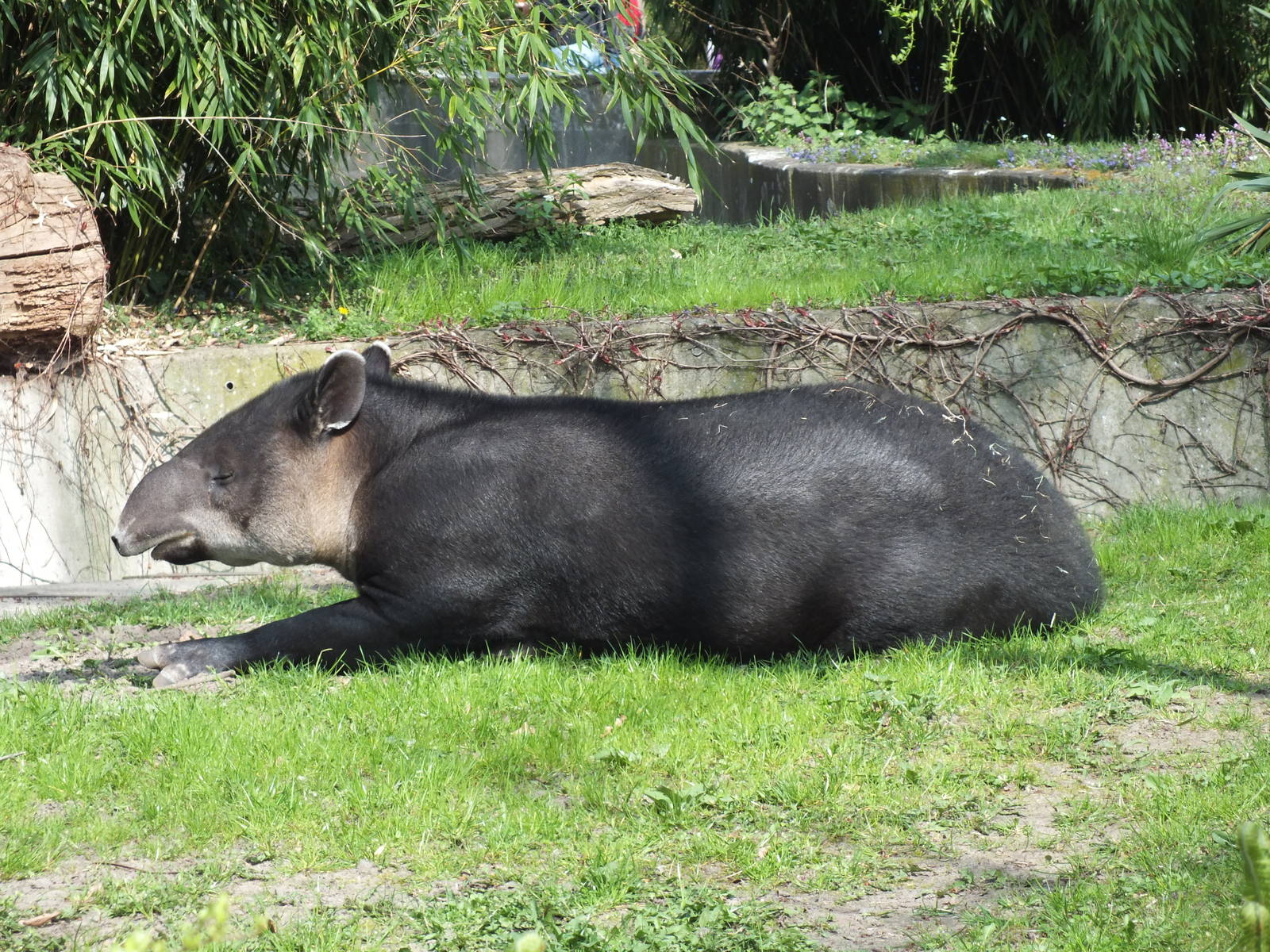 Baird's Tapir (Tapirus bairdii) at Zoo Berlin - 6th April 2014