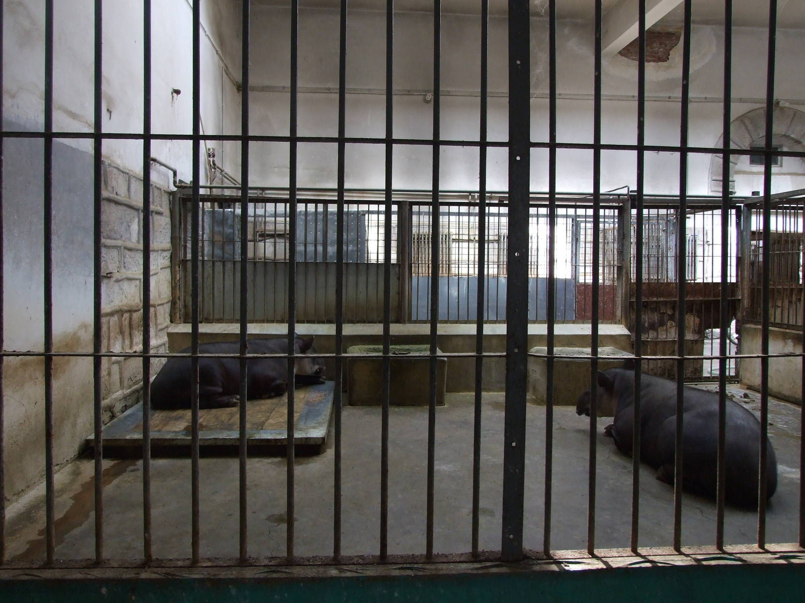 Baird's tapir (Tapirus bairdii) enclosure