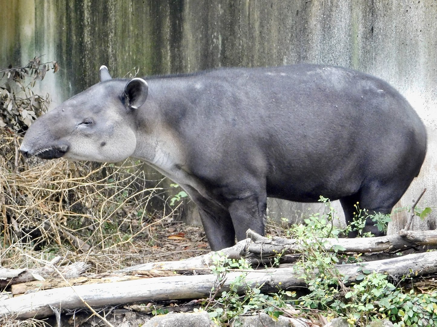 Baird’s Tapir (Tapirus bairdii) November 1, 2025