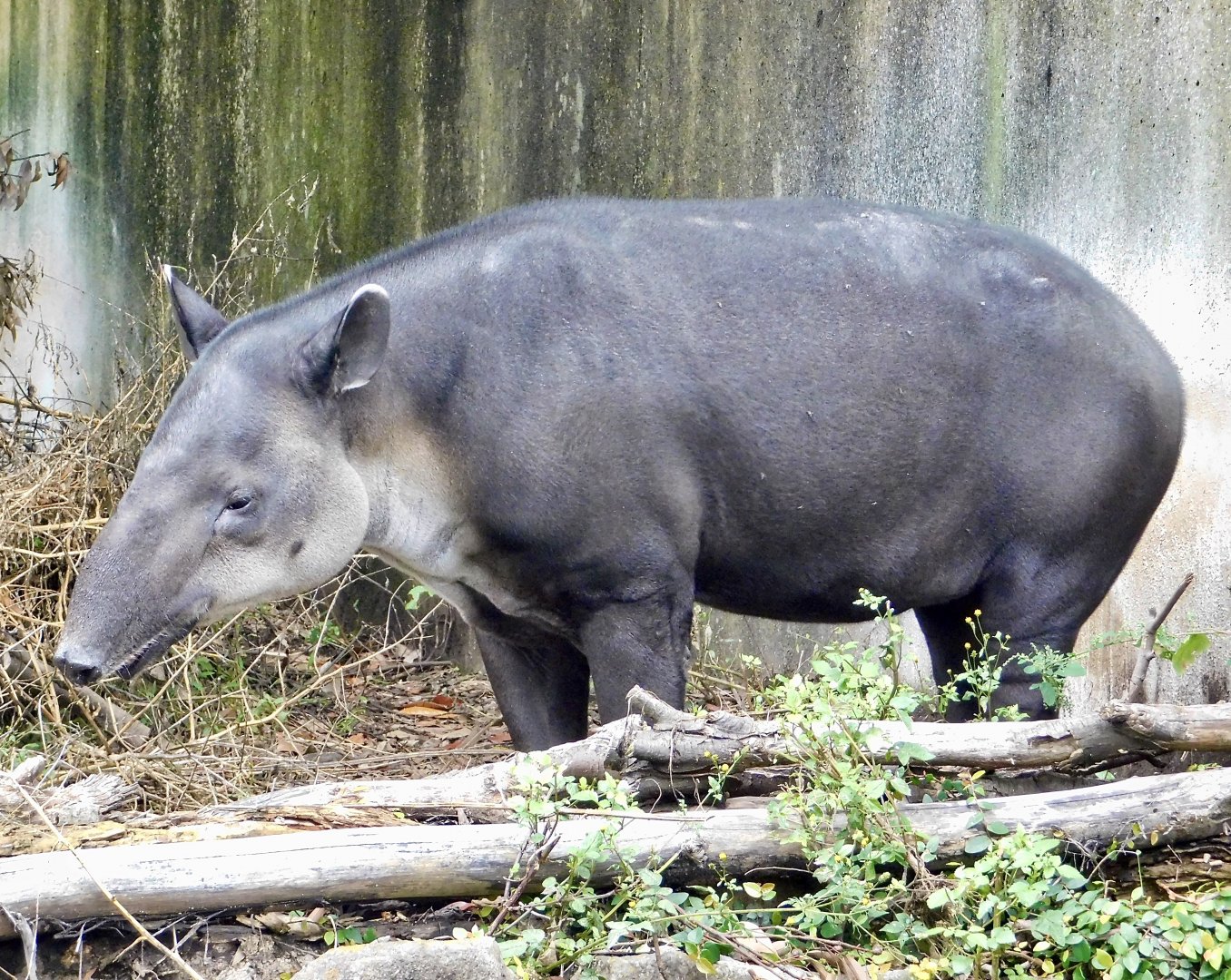 Baird’s Tapir (Tapirus bairdii) November 1, 2025