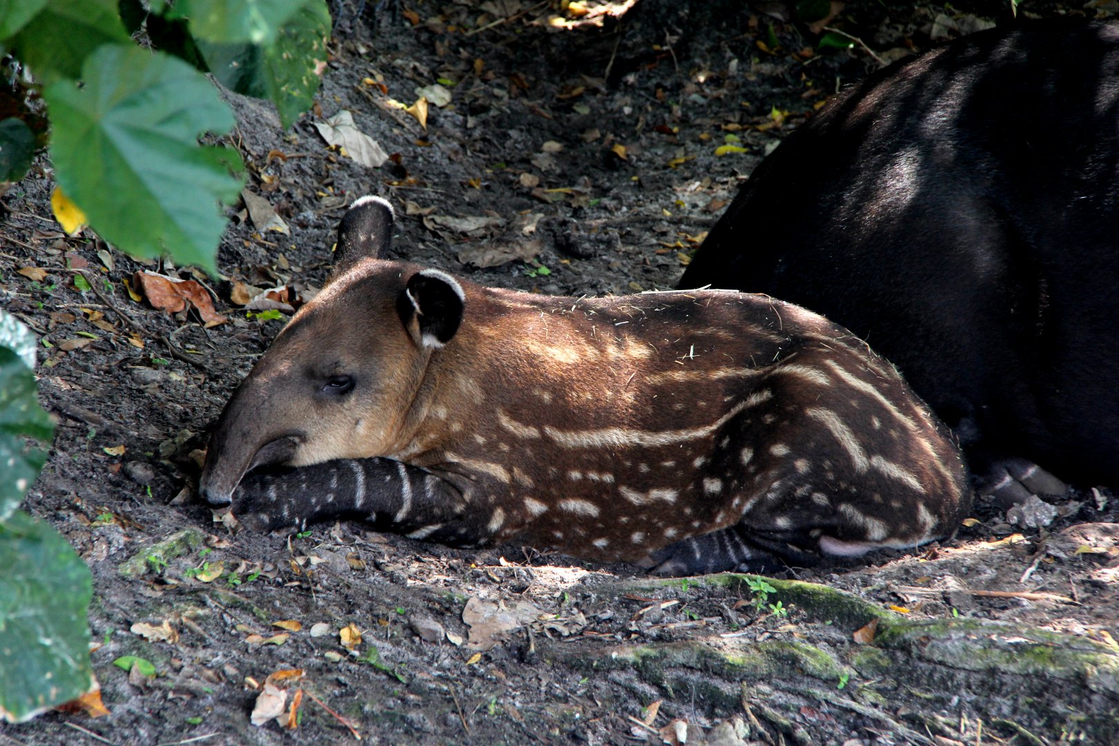 Baird's tapir (Tapirus bairdii) young