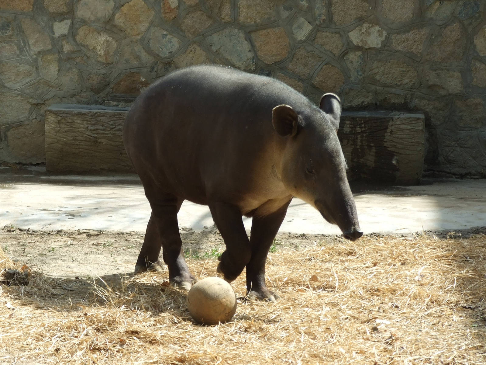 Baird's tapir (Tapirus bairdii)