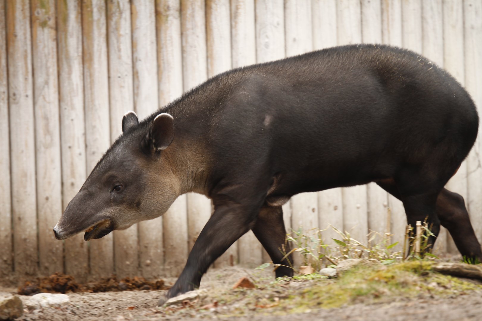 Baird's tapir (Tapirus bairdii)