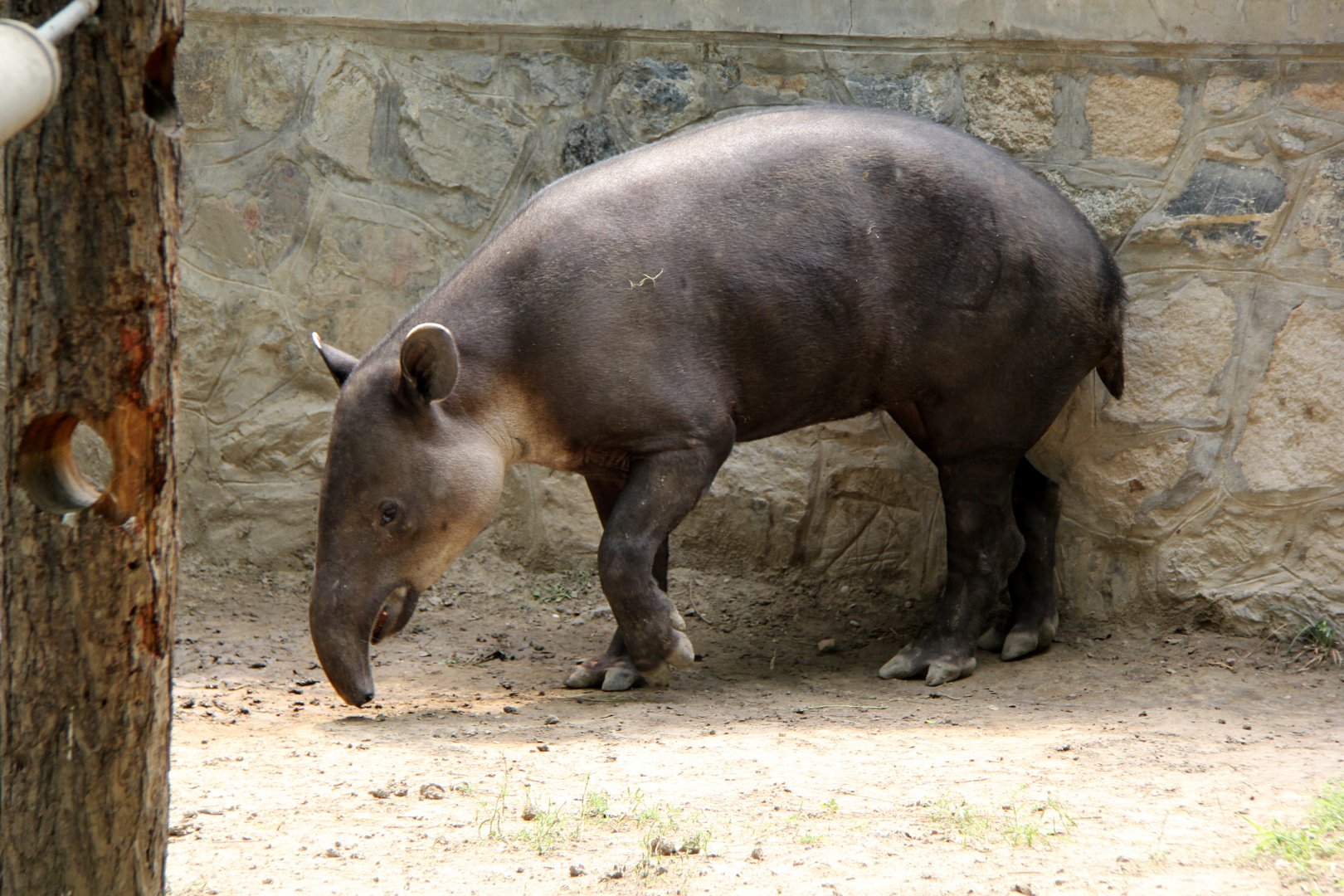 Baird's tapir (Tapirus bairdii)