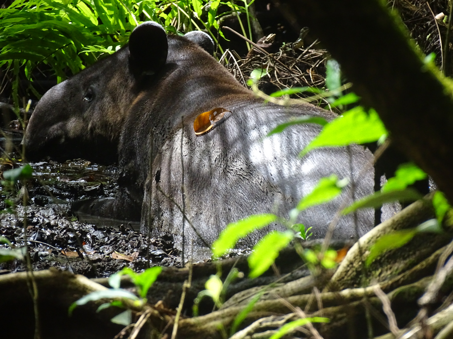 Baird's tapir, Tapirus bairdii