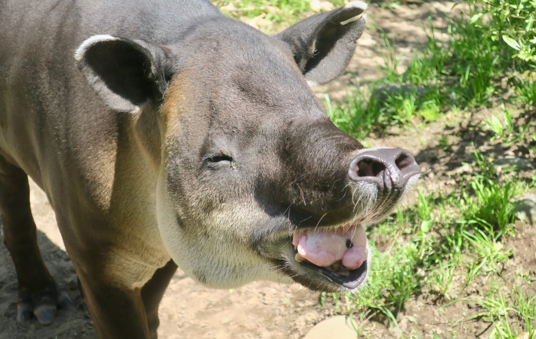 Baird's Tapir (Tapirus bairdii)