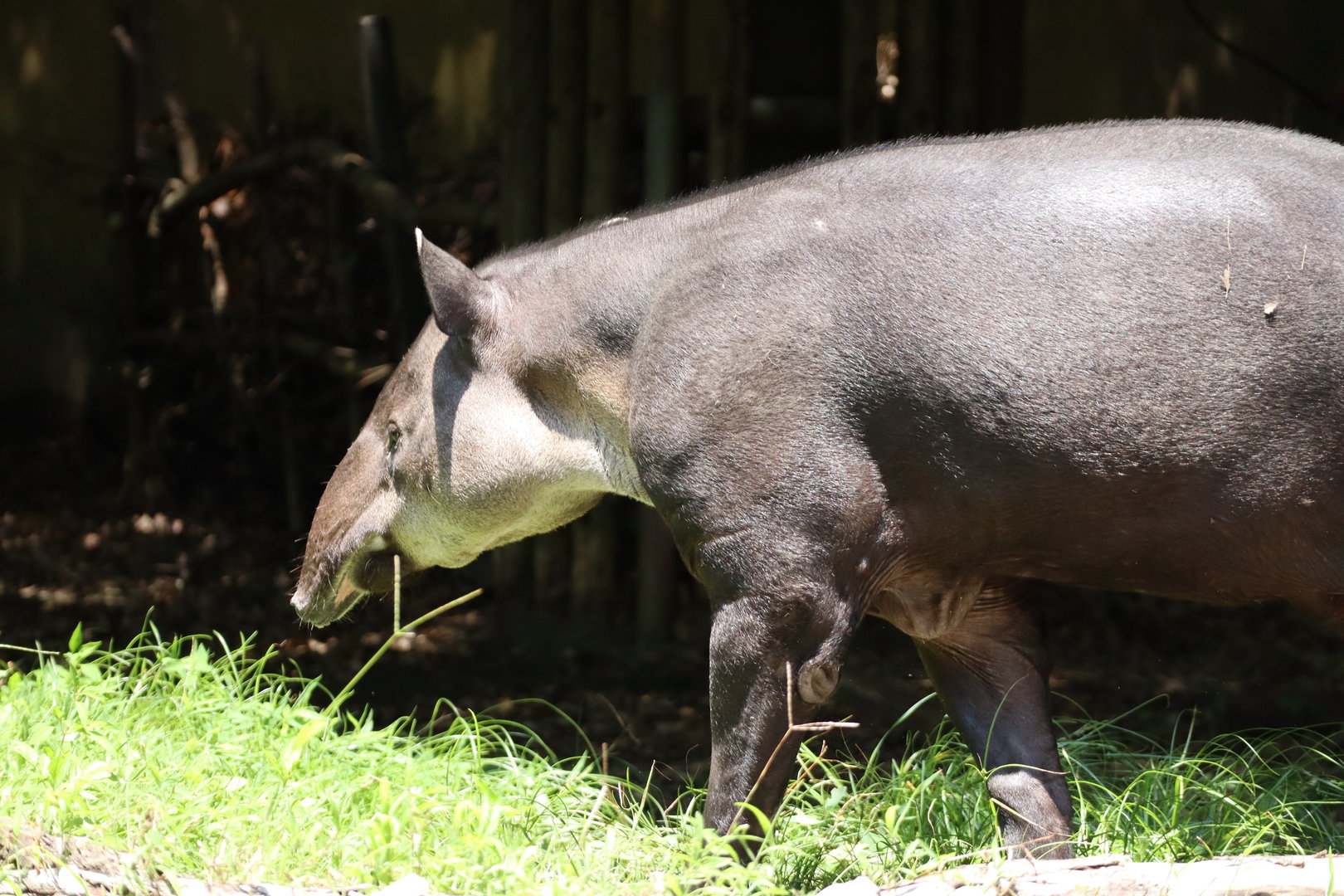 Baird's tapir (Tapirus bairdii)