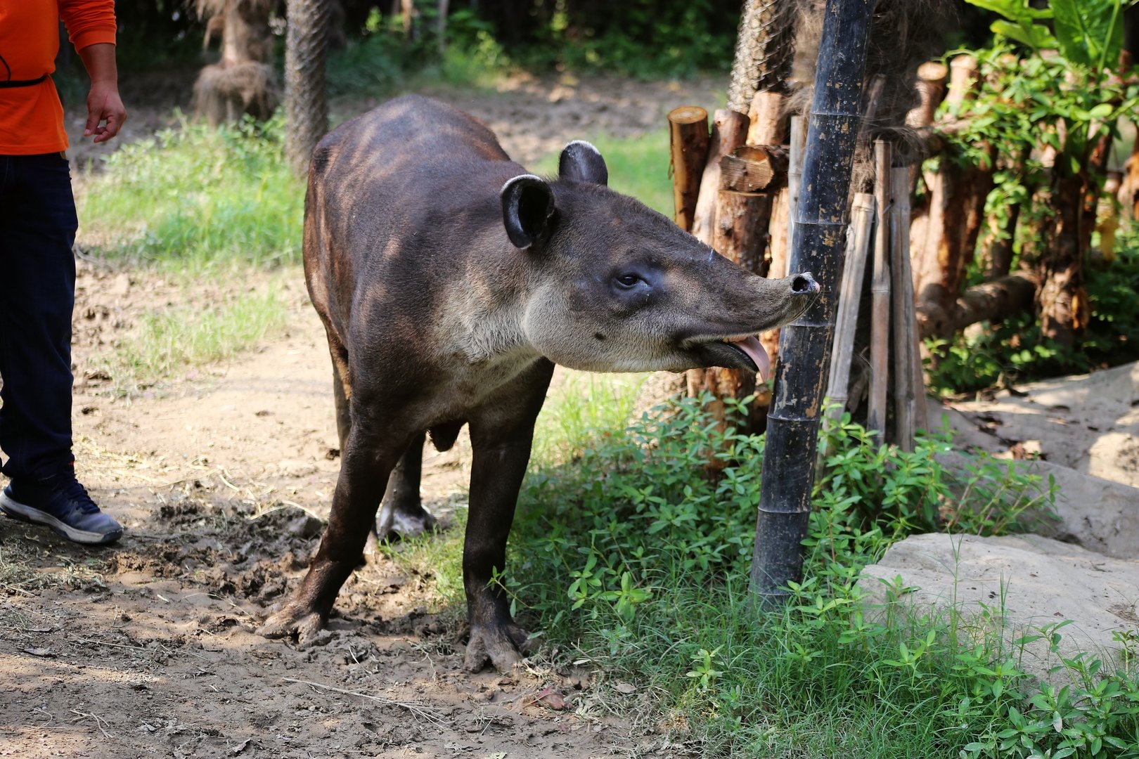 Baird's Tapir (Tapirus bairdii)