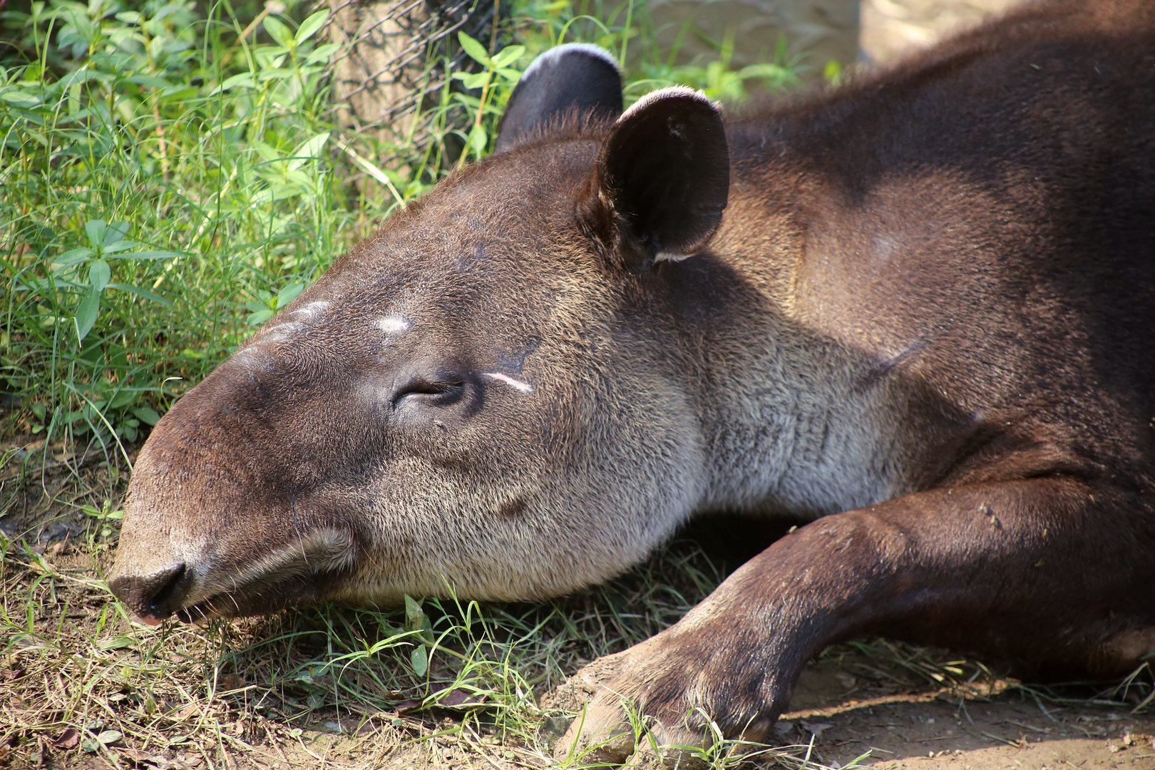 Baird's Tapir (Tapirus bairdii)