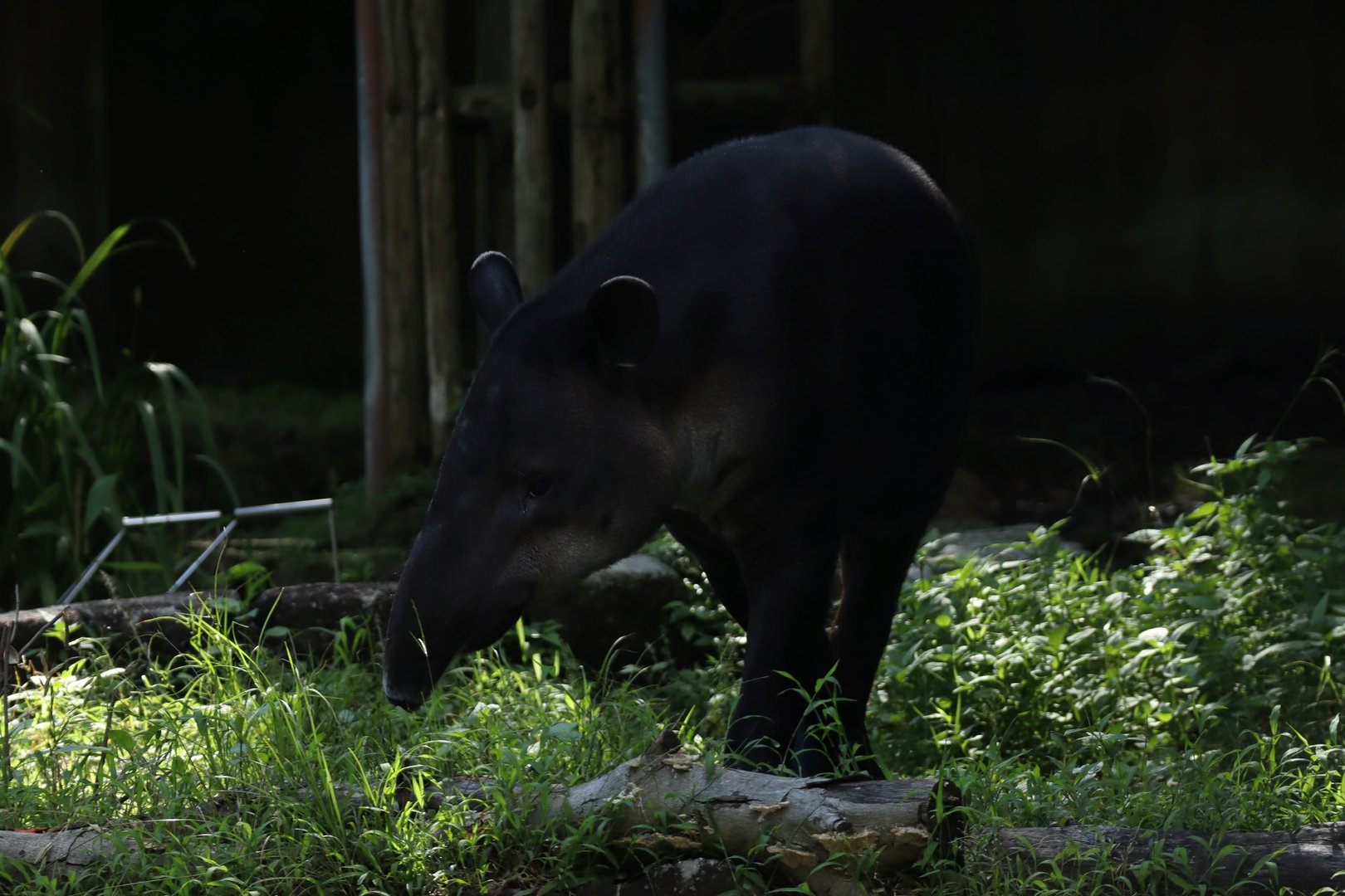 Baird's tapir (Tapirus bairdii)