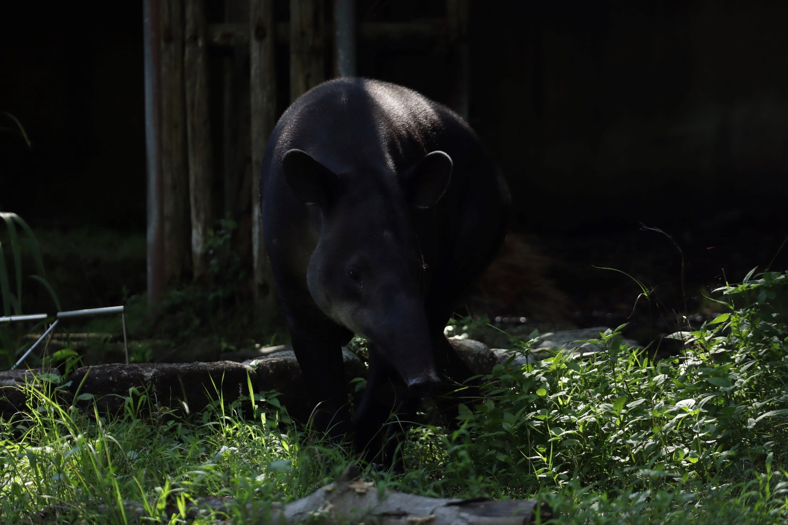Baird's tapir (Tapirus bairdii)