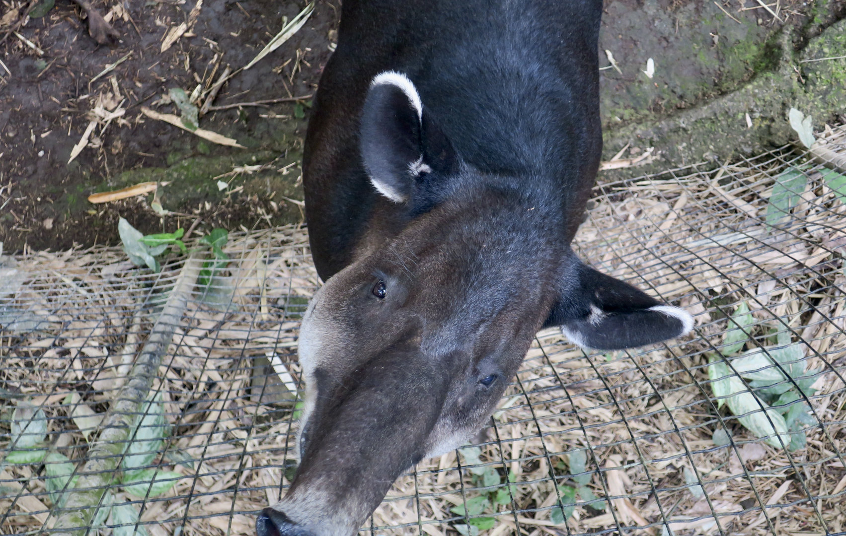Baird's Tapir (Tapirus bairdii)