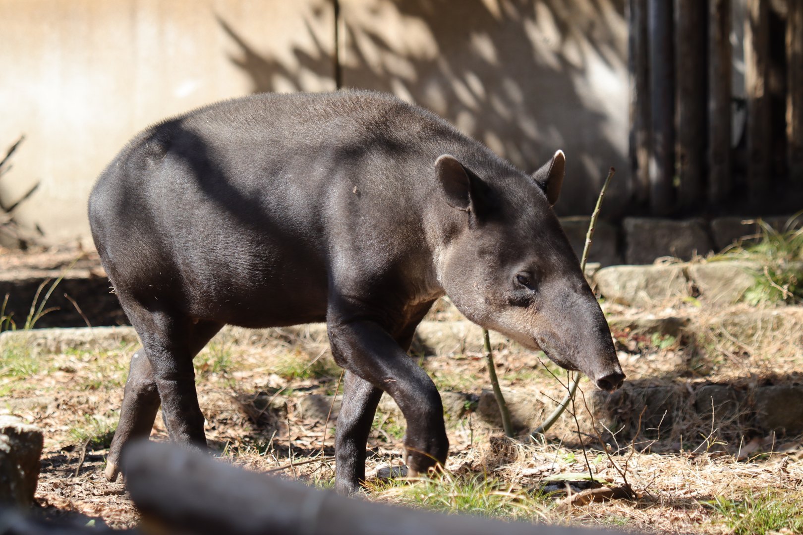 Baird's tapir (Tapirus bairdii)