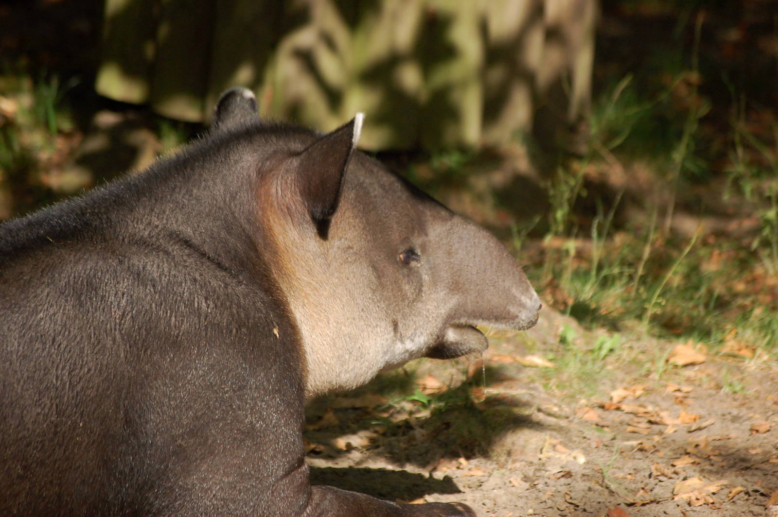 Bairds Tapir