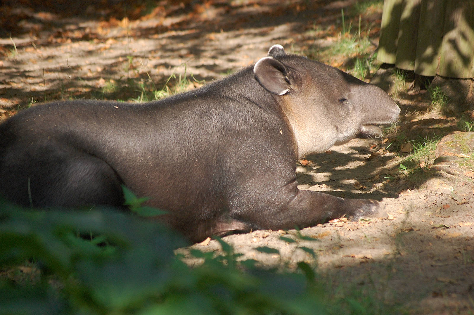 Bairds Tapir