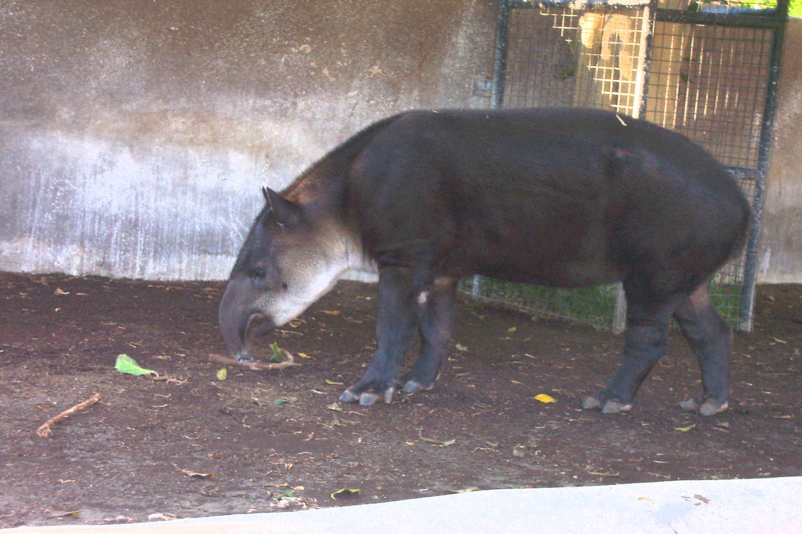 Baird's tapir