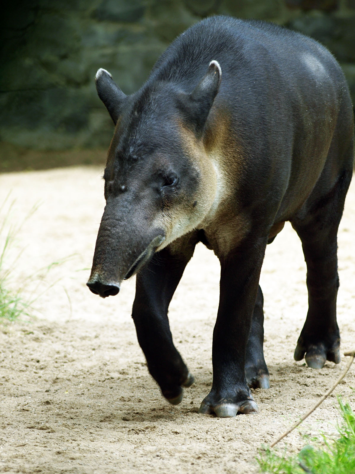 Baird's tapir