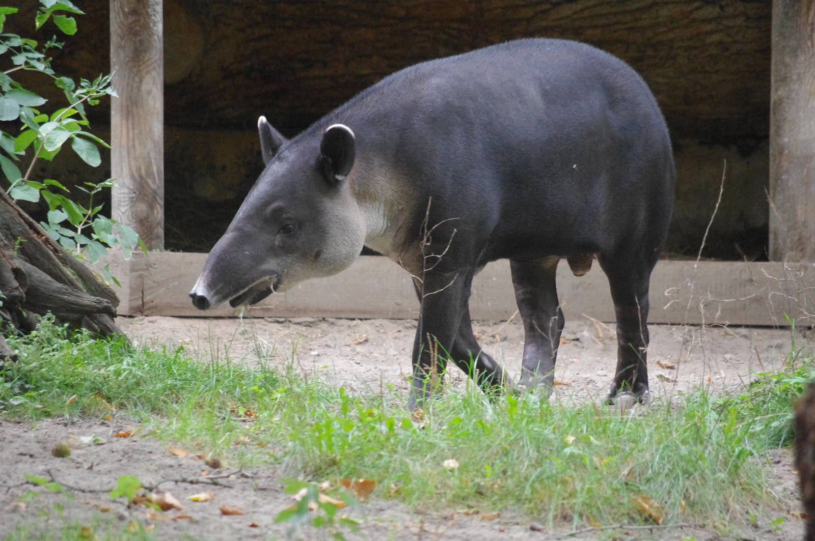 Baird's Tapir
