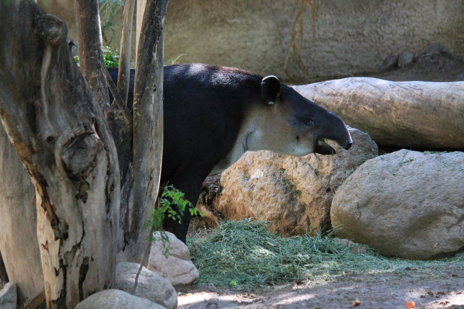 Baird's Tapir