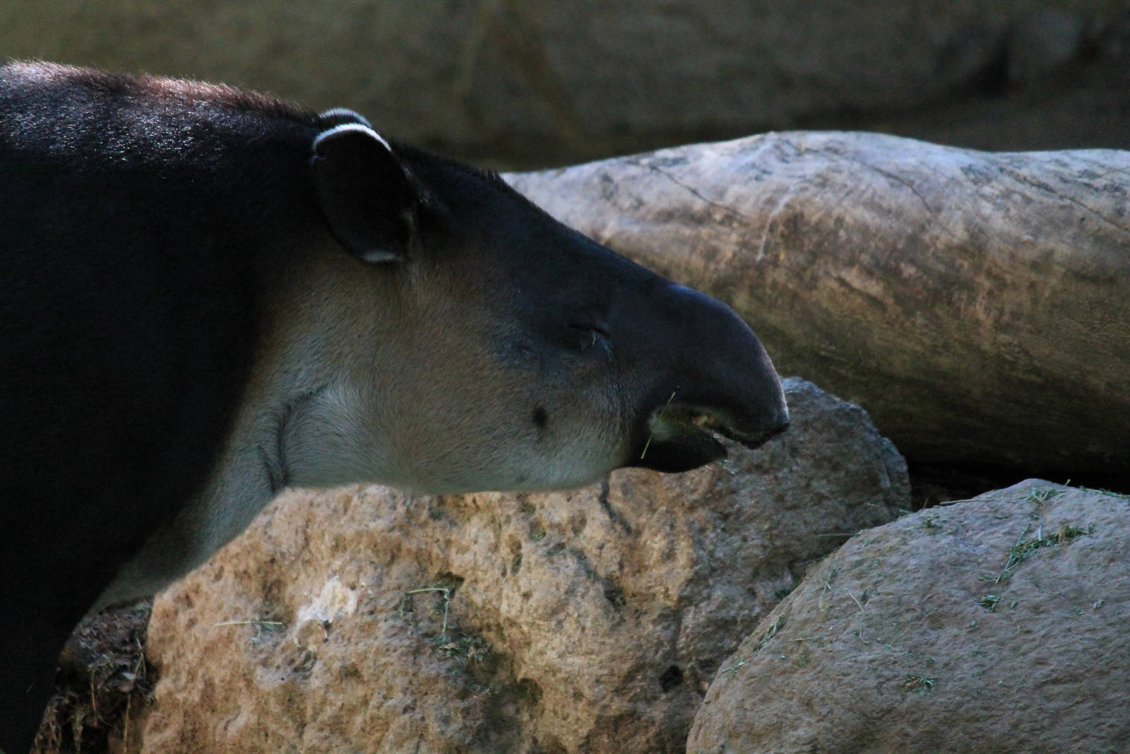 Baird's Tapir
