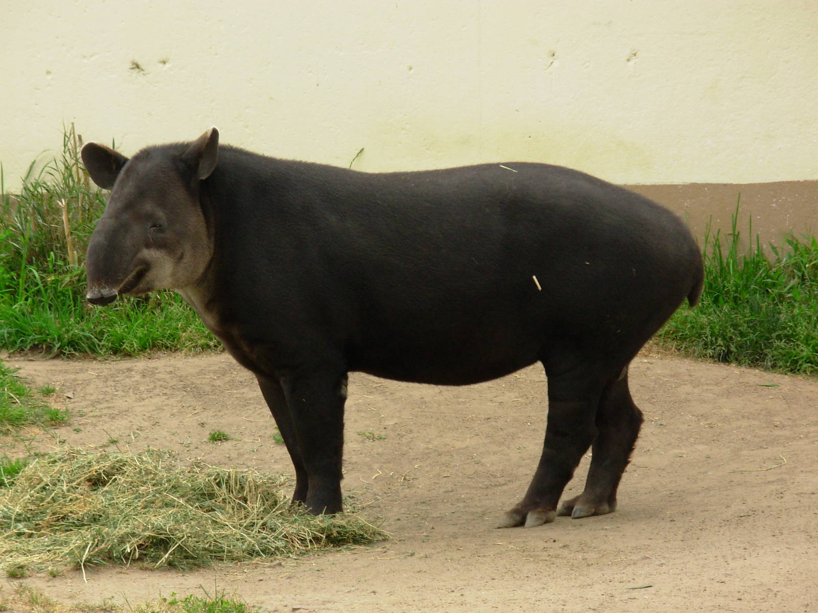 Baird's Tapir