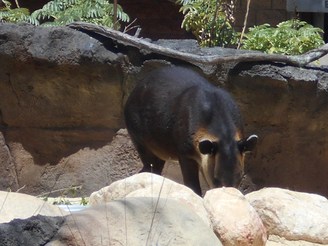 Baird's tapir