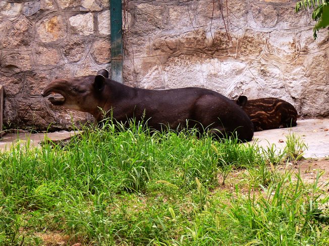Baird's tapir
