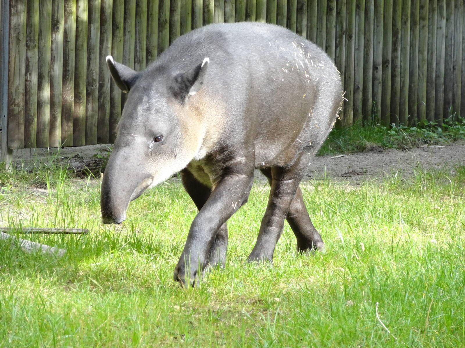 Baird's tapir