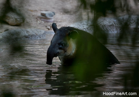 bairds tapir
