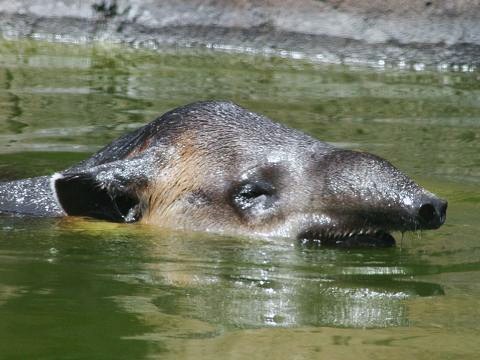 Baird's Tapir