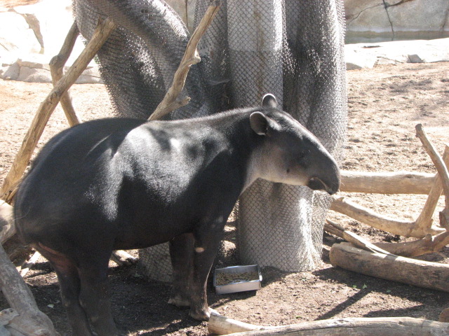 Baird's Tapir