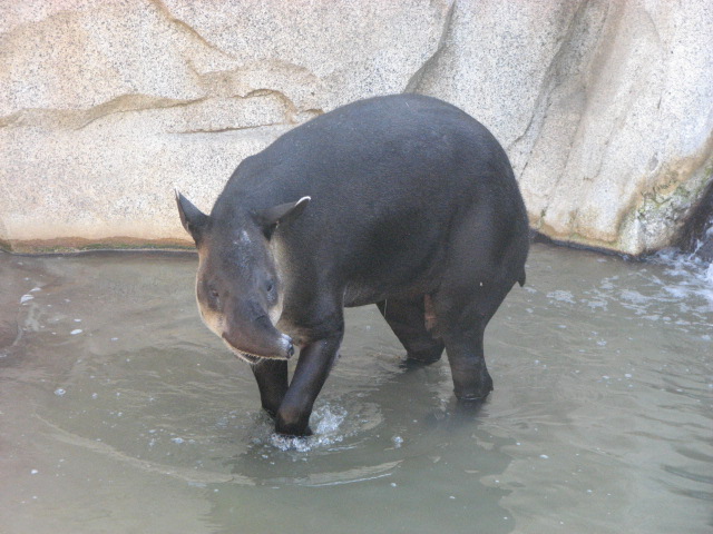 Baird's Tapir