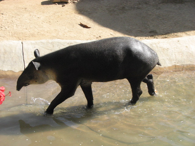 Baird's Tapir