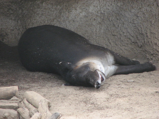 Baird's Tapir