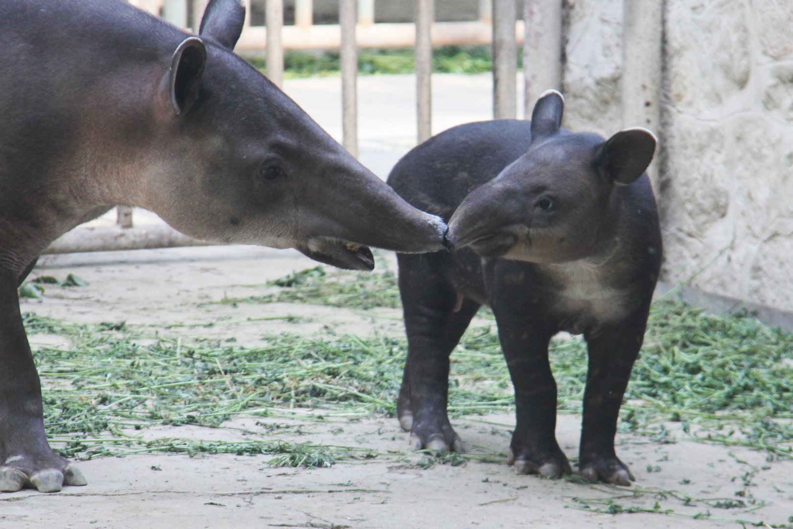 Baird's tapir