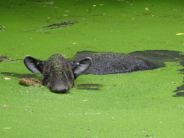 Baird's Tapir
