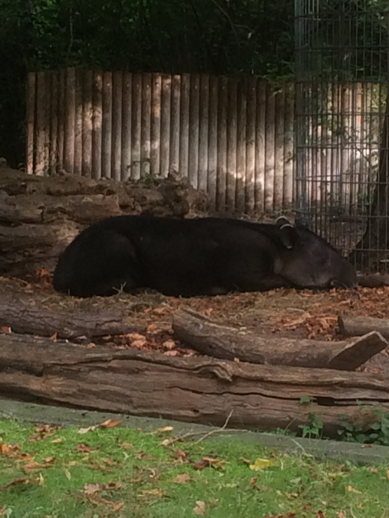 Baird's tapir