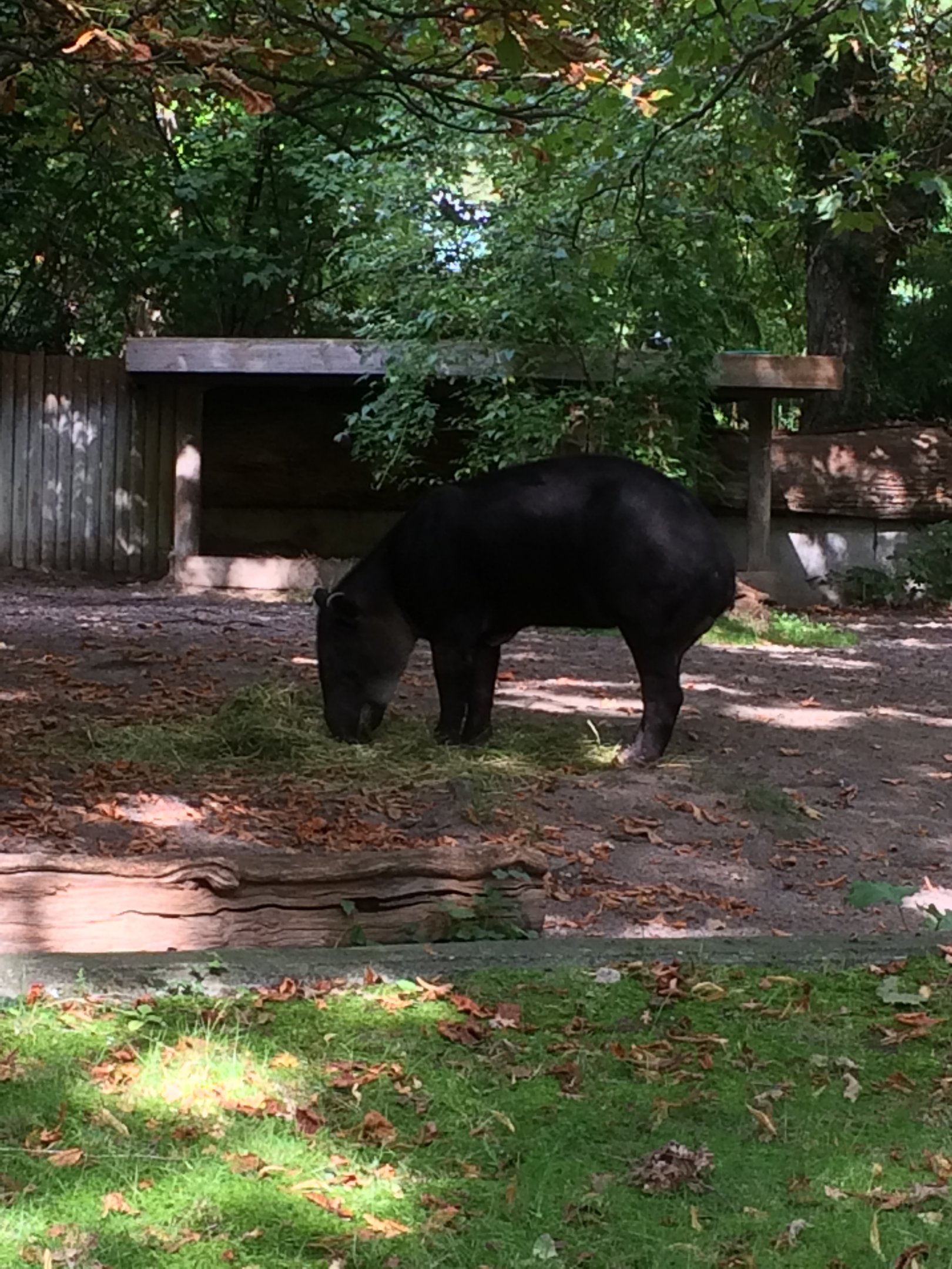 Baird's tapir