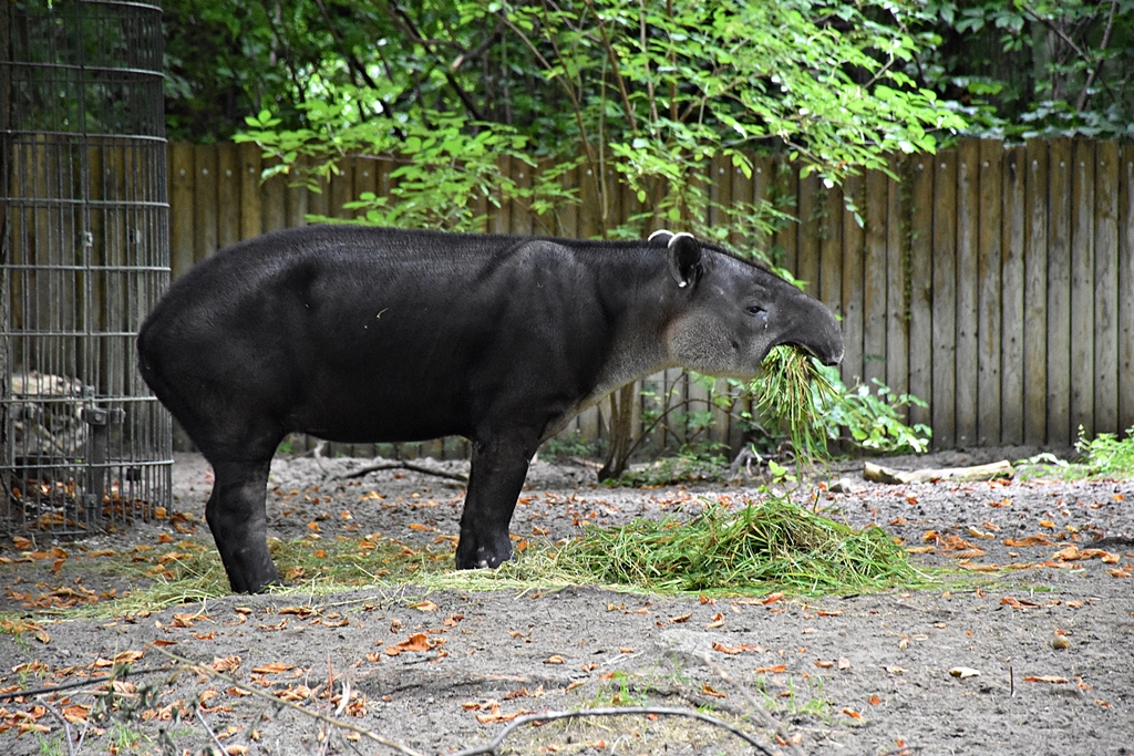 Baird's tapir