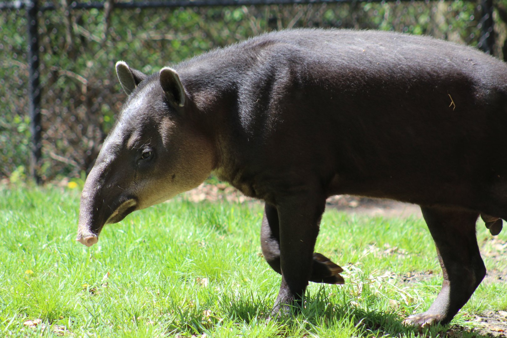 Baird's Tapir