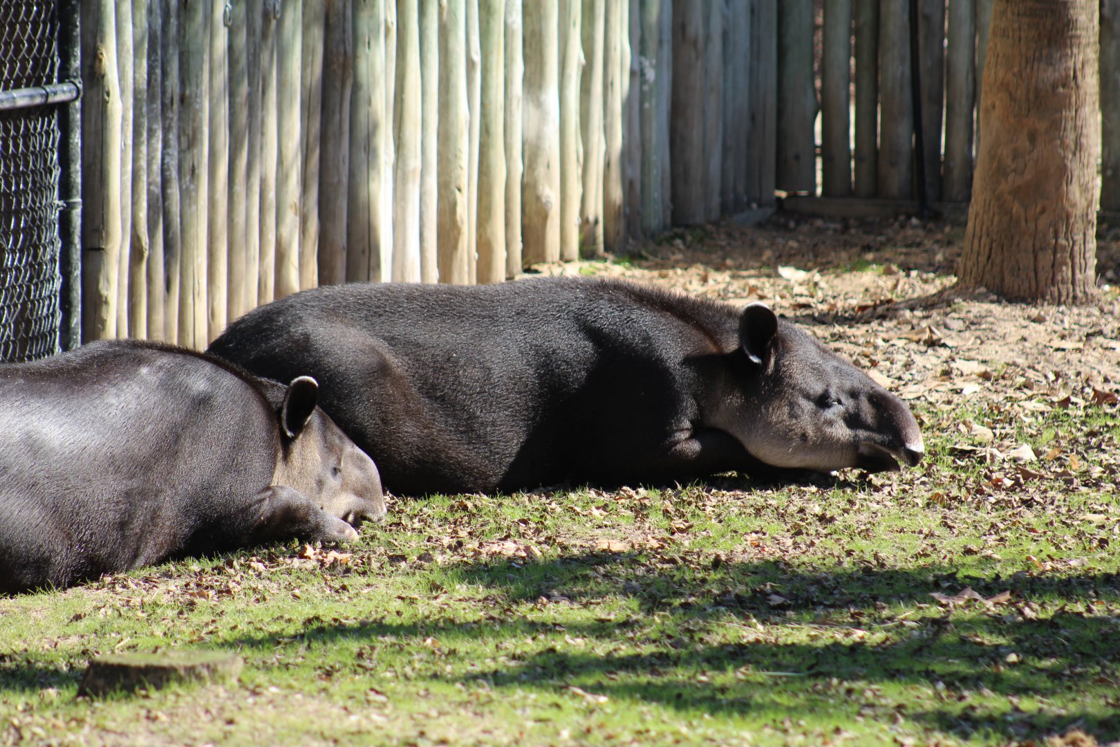 Baird's Tapir
