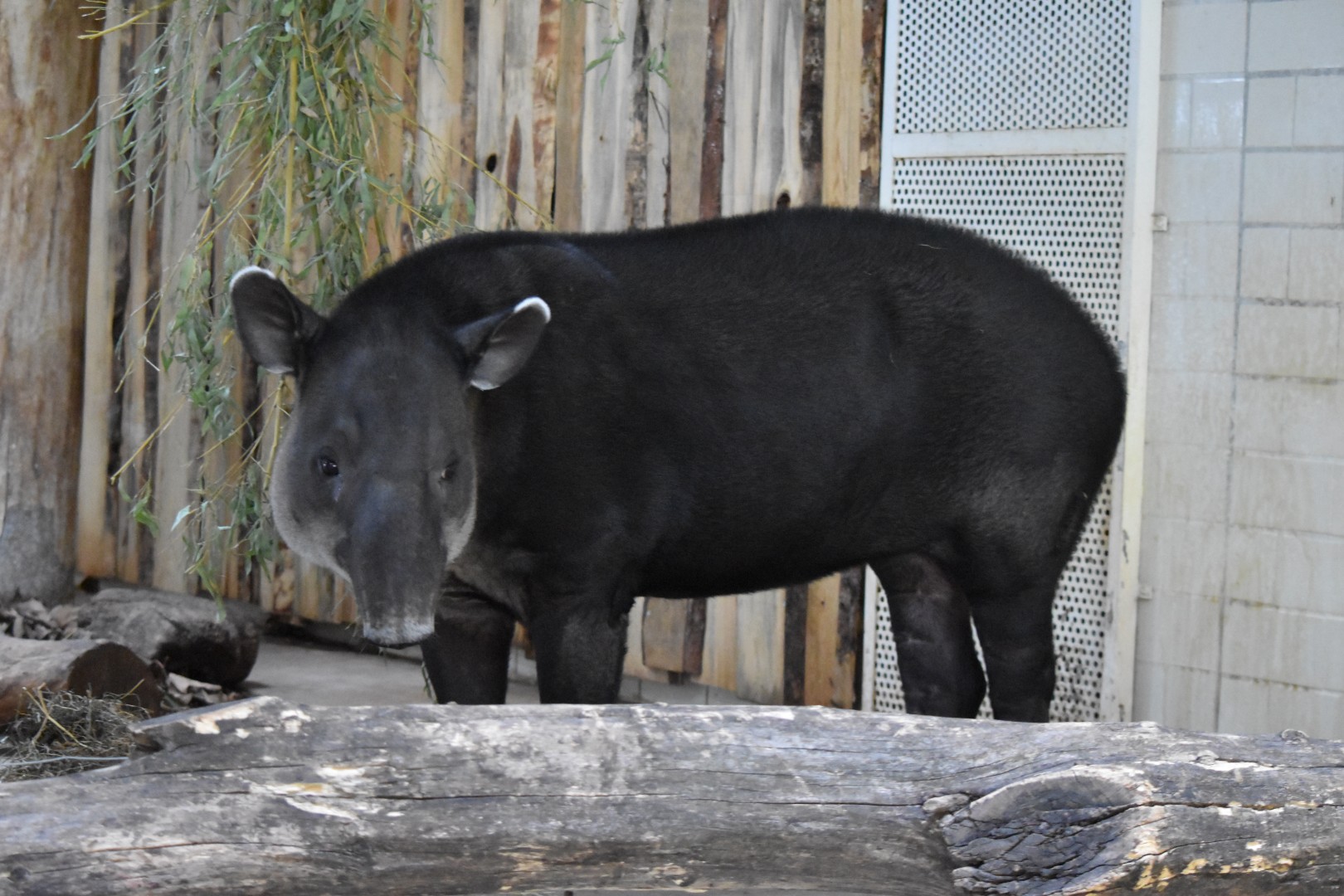 Baird's tapir