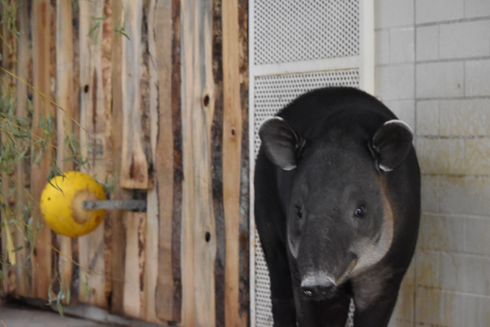 Baird's tapir