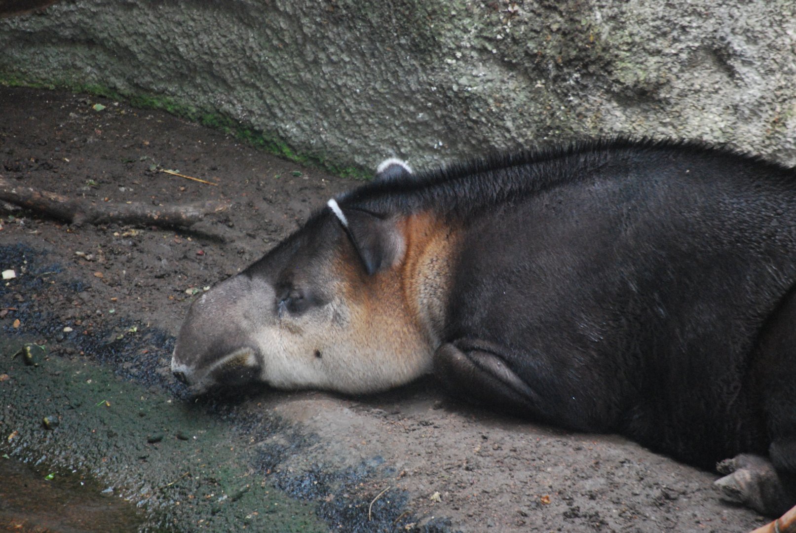 Baird's Tapir