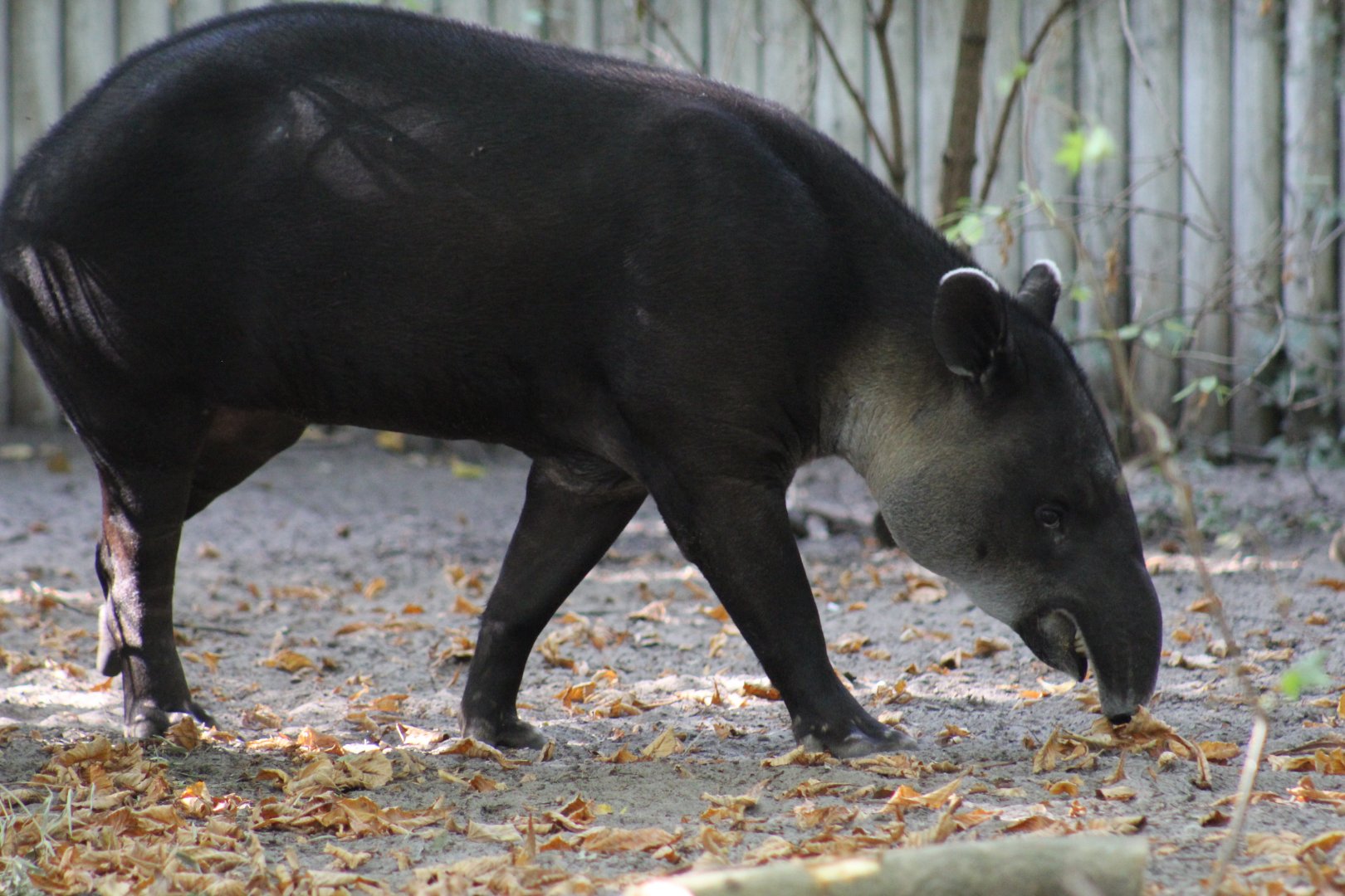 Baird's Tapir