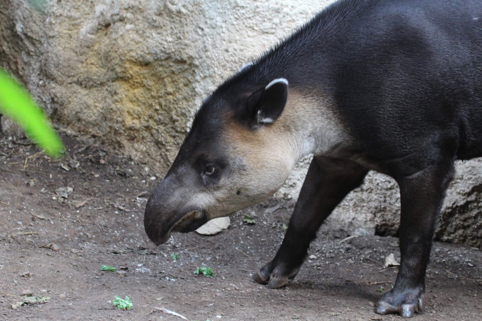 Baird's Tapir