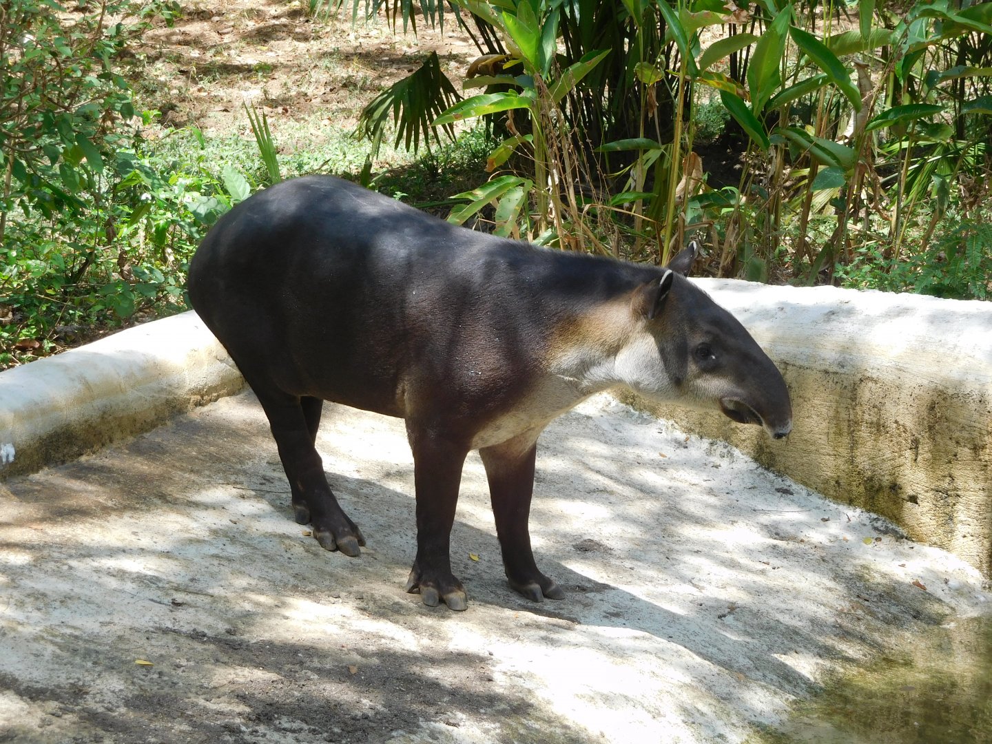 Baird's tapir