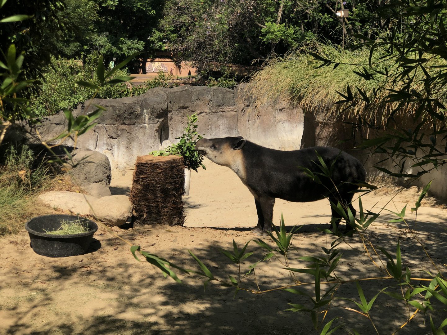 Baird’s Tapir